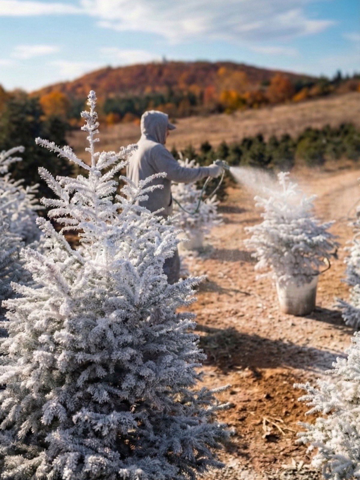 Εργασίες στο φυτώριο ελάτων