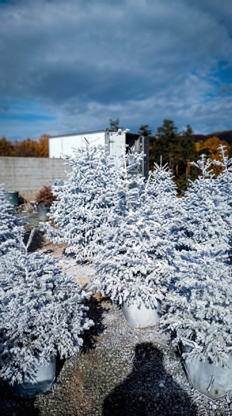 Παγωμένο μπλε έλατο στο φυτώριο