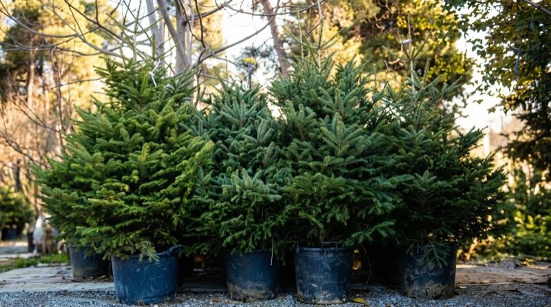 Γλαστράκια ελάτων σε υπαίθρια έκθεση