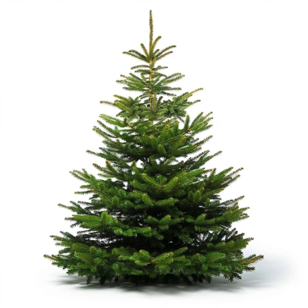 Χριστουγεννιάτικα έλατα Καρανταγλή