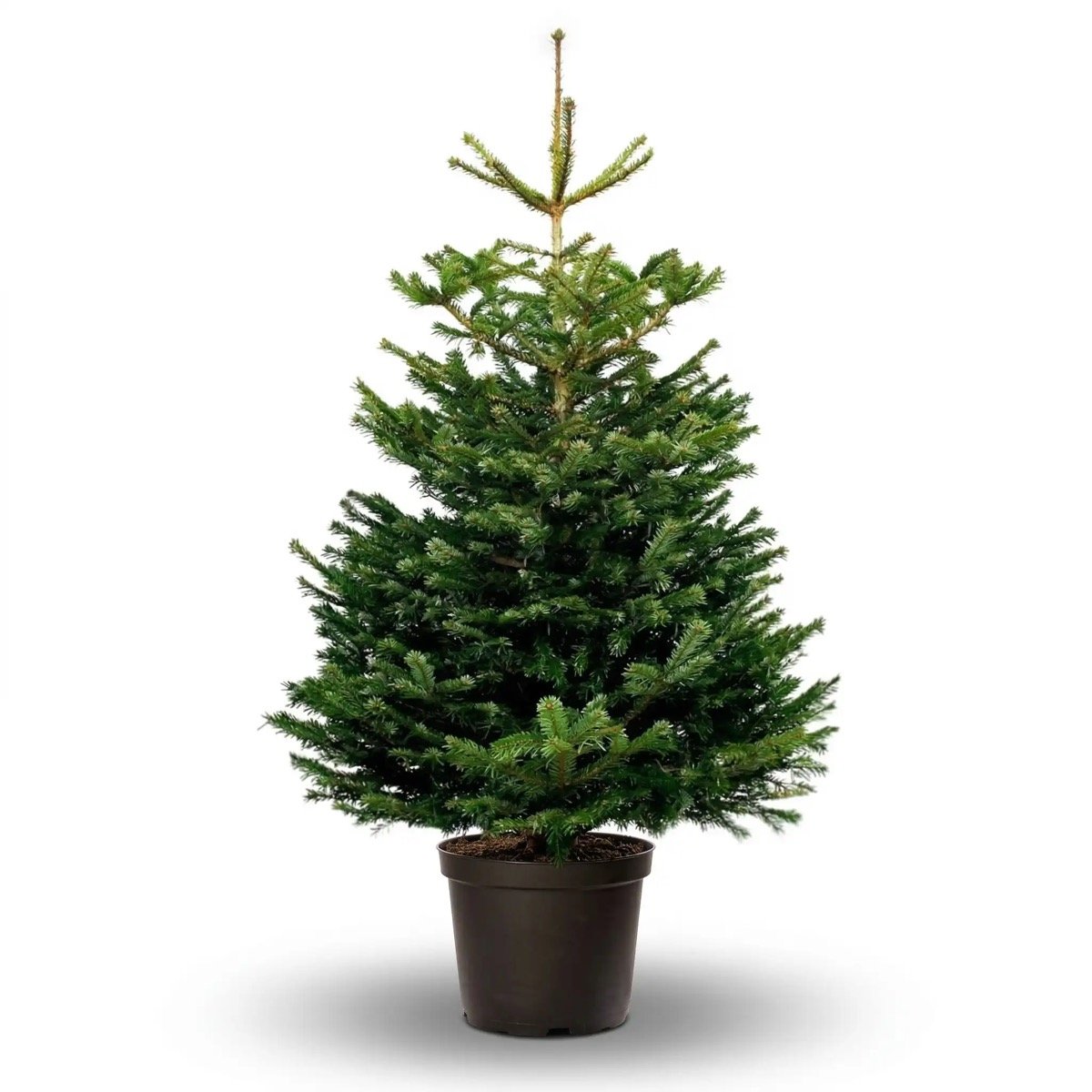 Γλαστράκια με ελατάκια στο φυτώριο Καρανταγλή