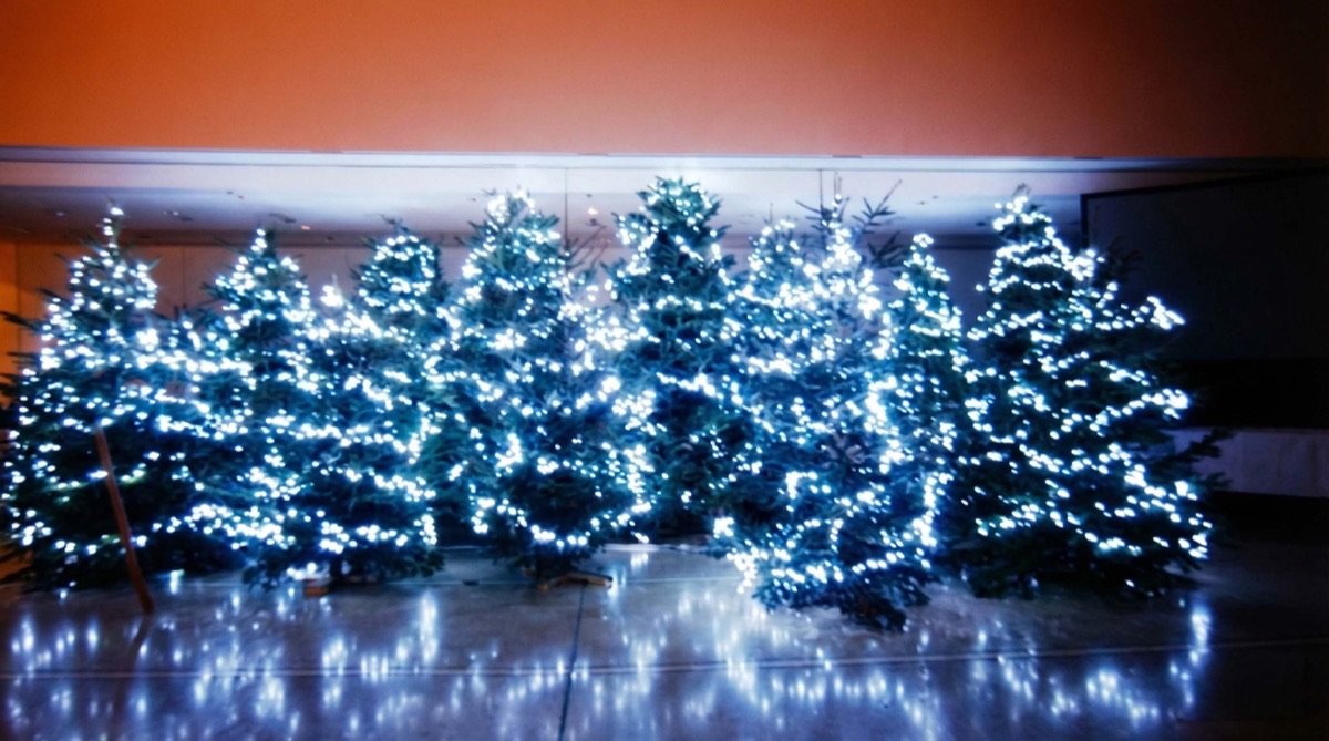 Μεγάλα στολισμένα έλατα με φωτάκια