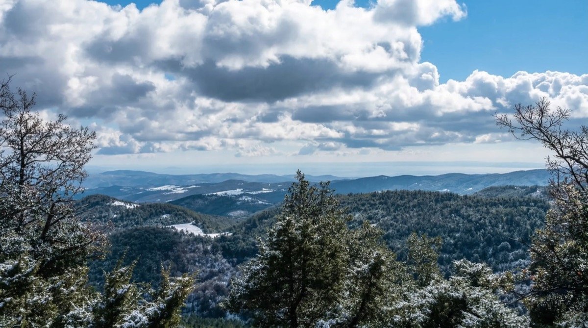 Το ελατόδασος του Χολομόντα στον Ταξιάρχη Χαλκιδικής