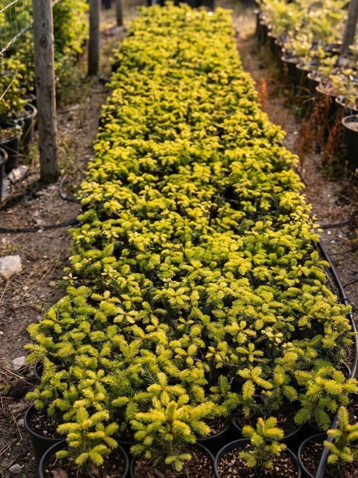 Σπορόφυτα ελάτων στο θερμοκήπιο