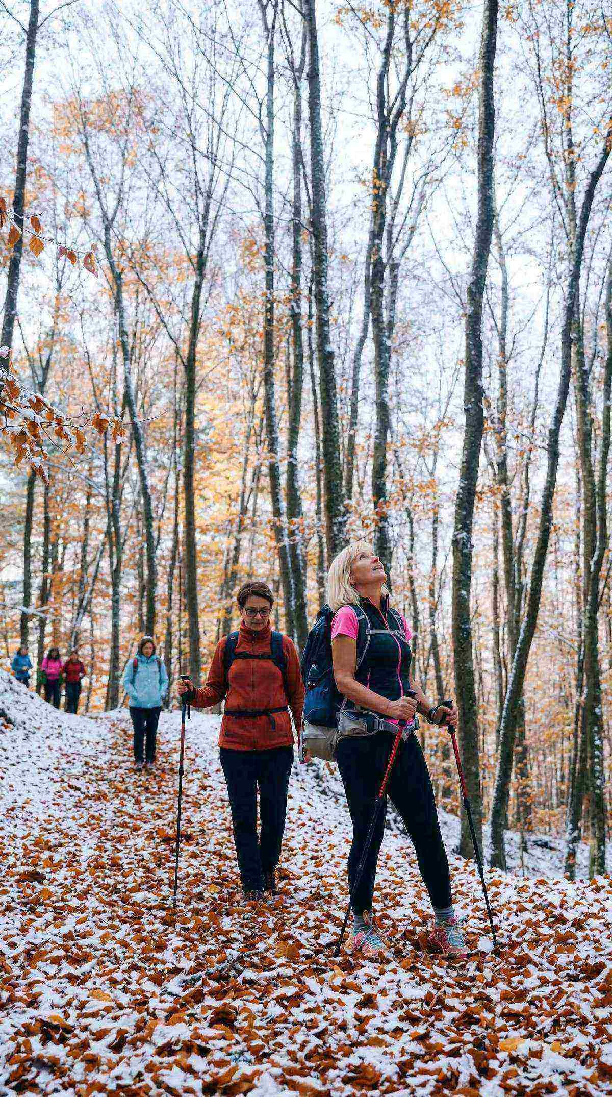 Ταξιάρχης Χαλκιδικής — ελατοδάσος