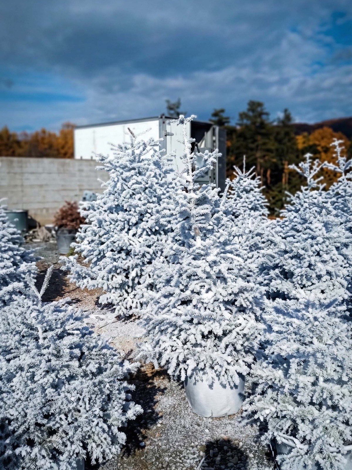 Χειμερινά έλατα στον Ταξιάρχη